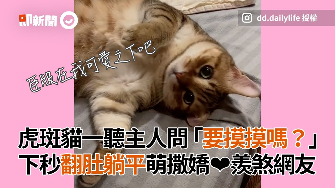 虎斑貓聽主人問要摸摸嗎？ 下秒翻肚躺平萌撒嬌❤｜寵物動物｜貓咪｜精選影片