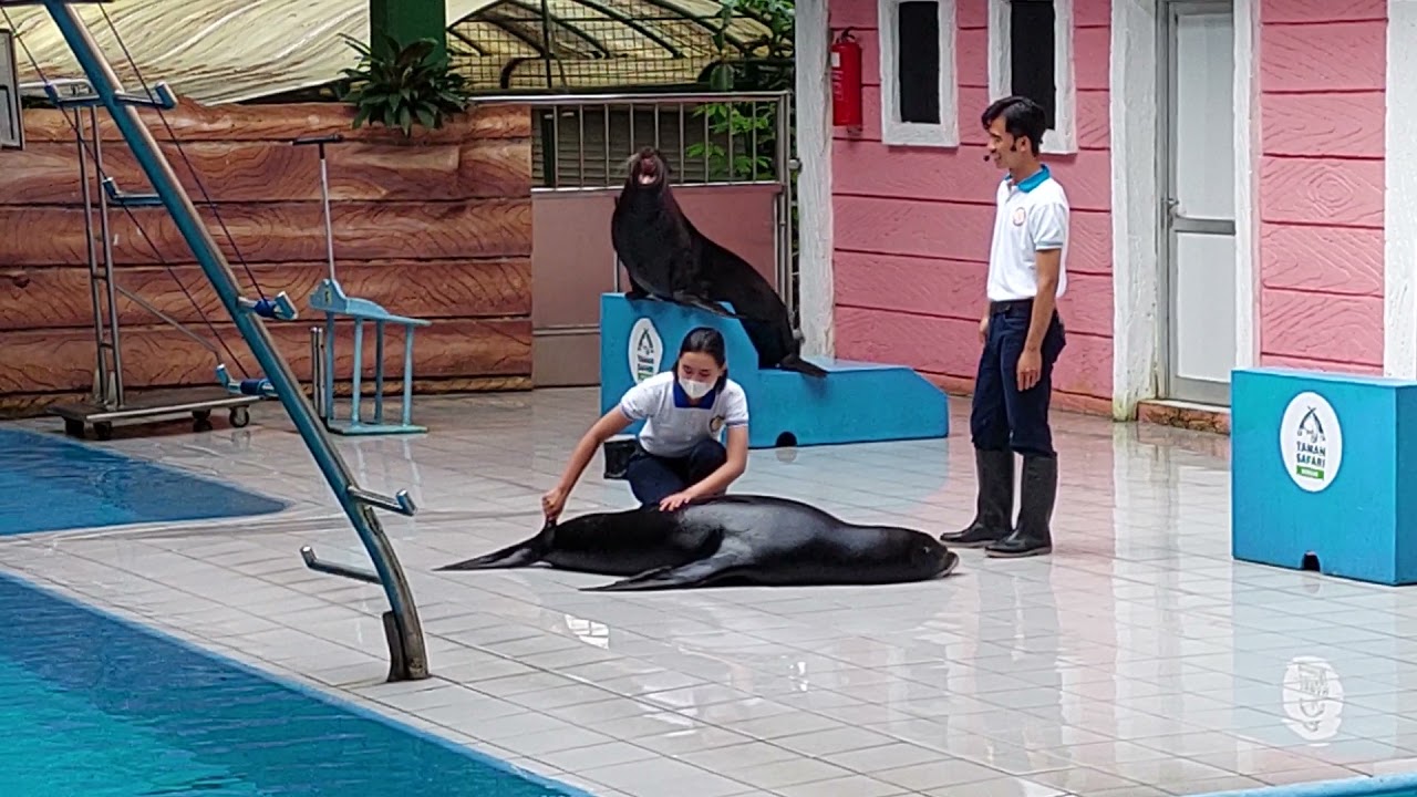 pentas / atraksi anjing laut dan singa laut @ taman safari bogor