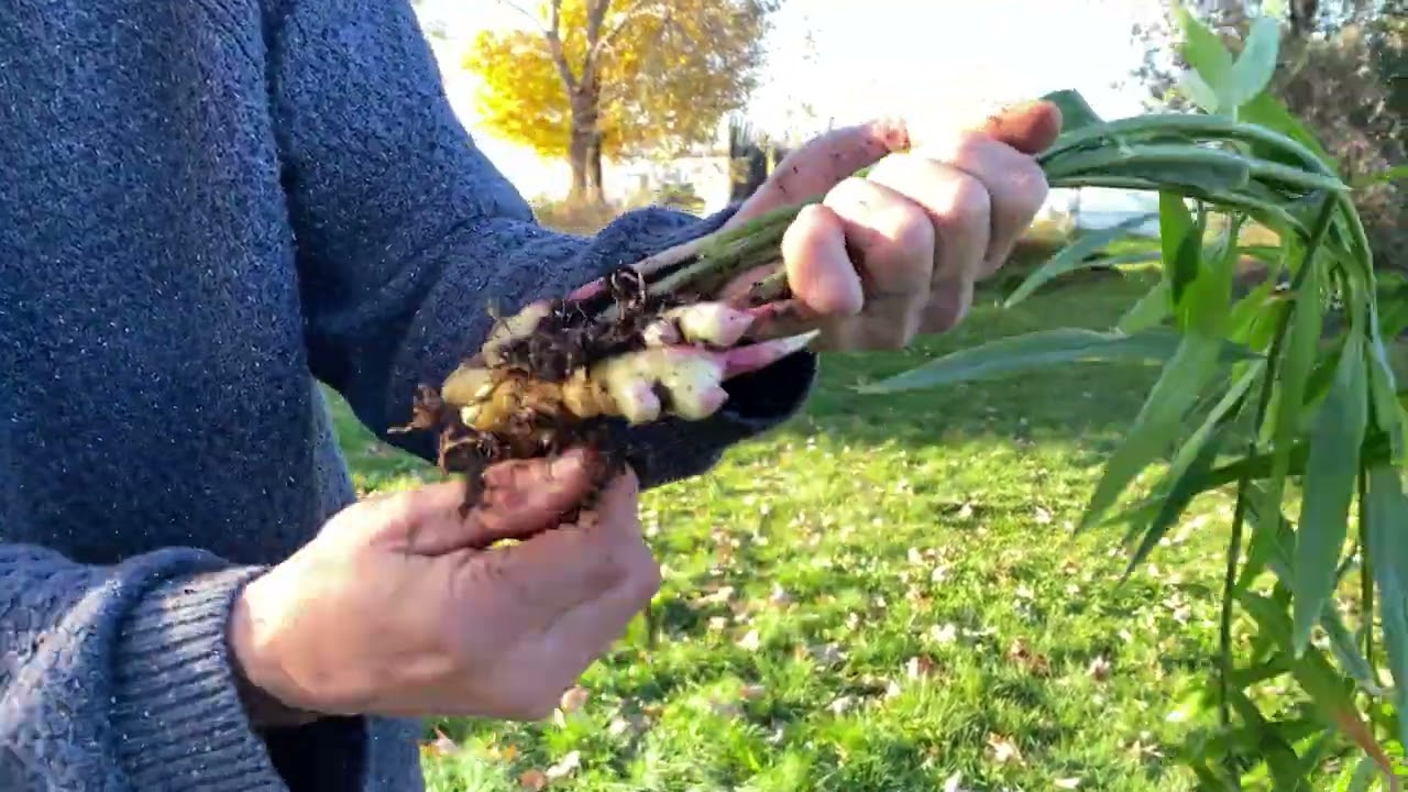 R&eacute;colte du gingembre