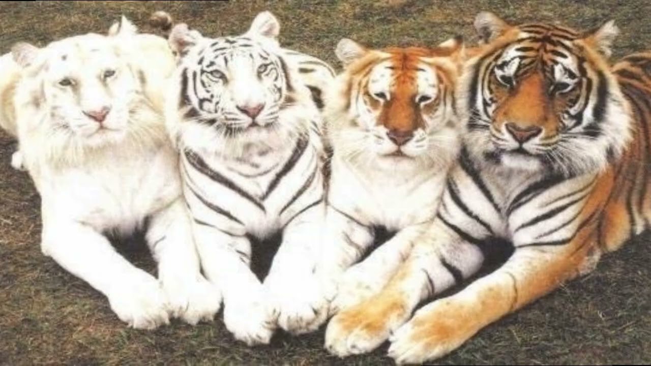 [Free] fakemink type beat - 