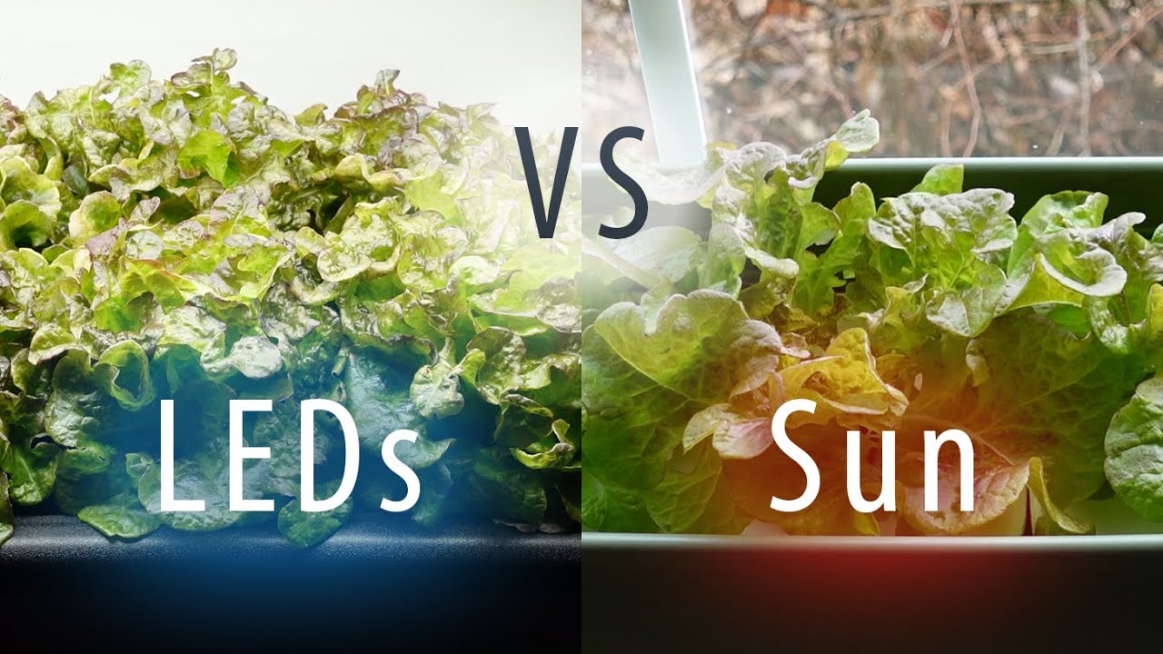 Kratky Hydroponics Under LEDs vs. Windowsill Deep Water Culture Under Sunlight