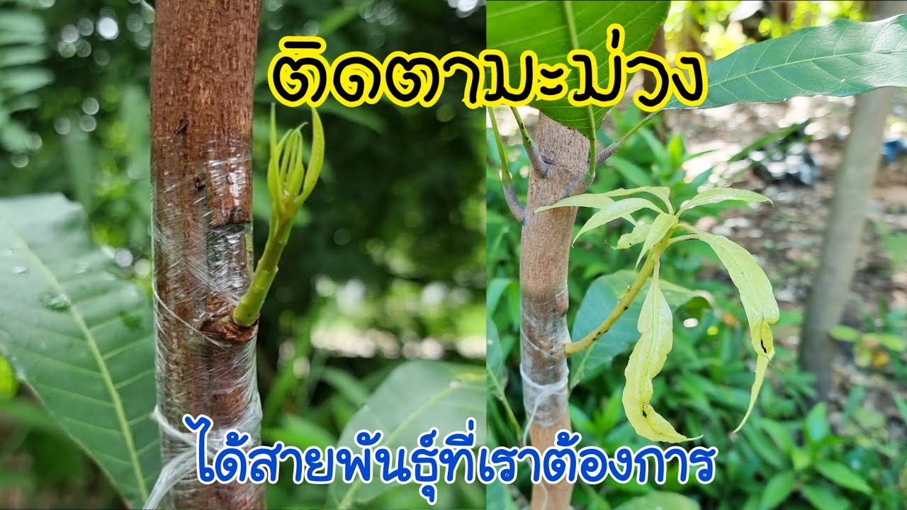 ติดตามะม่วง ทำง่ายติด100เปอร์เซ็นต์