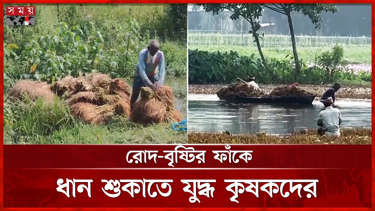 ভেজা ধান কম দামে বিক্রি, লোকসানে হাওরের কৃষক | Farming Crisis | Somoy TV