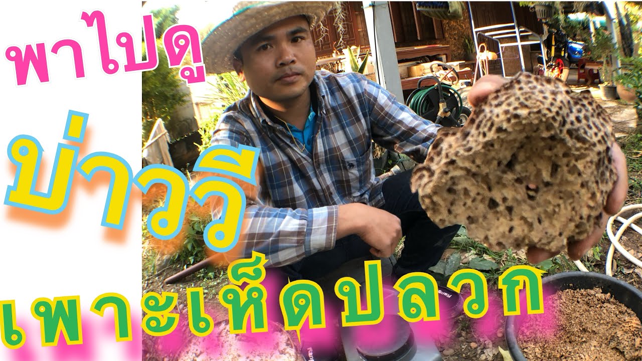 วิธีเพาะเห็ดปลวก ง่ายๆสไตล์บ่าววี