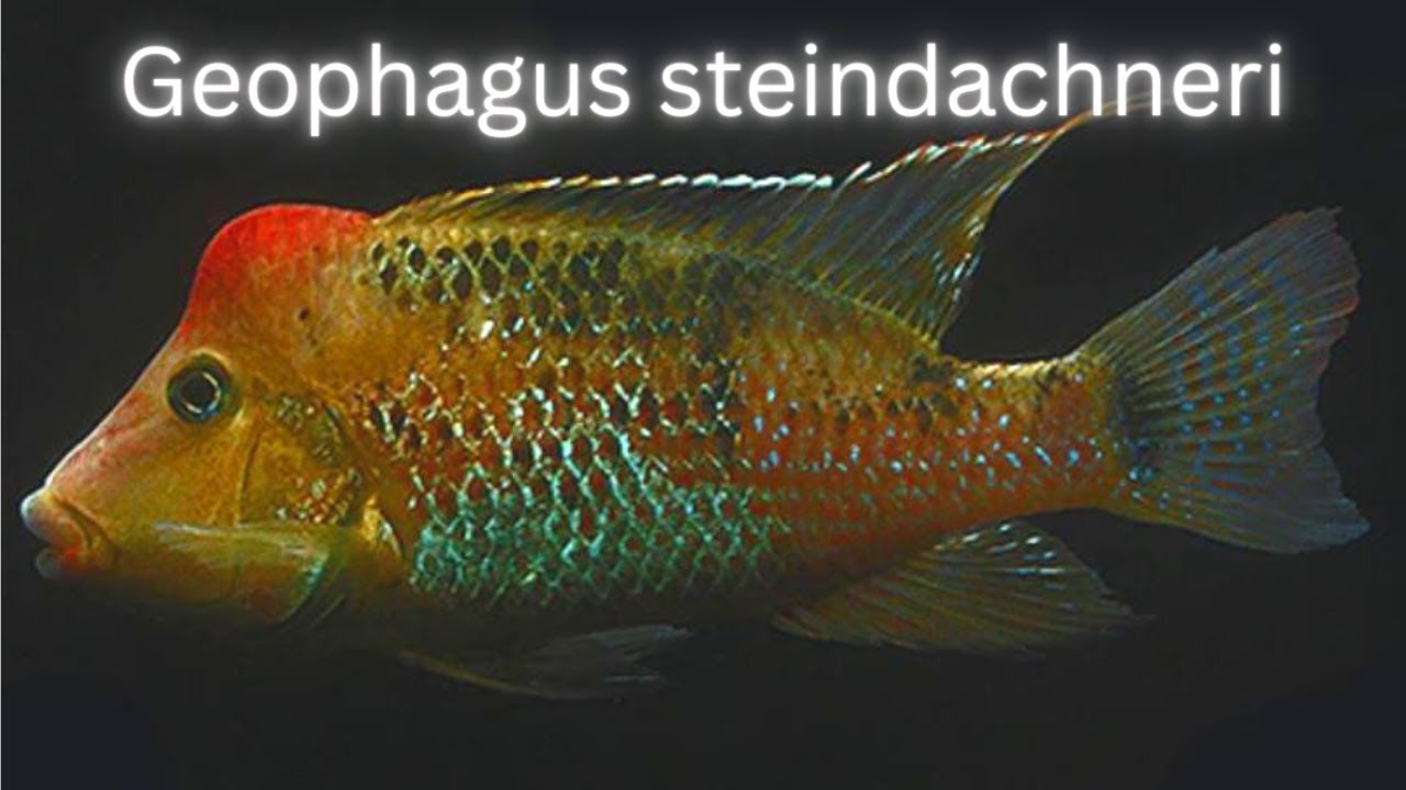 Geophagus Steindachneri | Complete Care & Breeding Guide