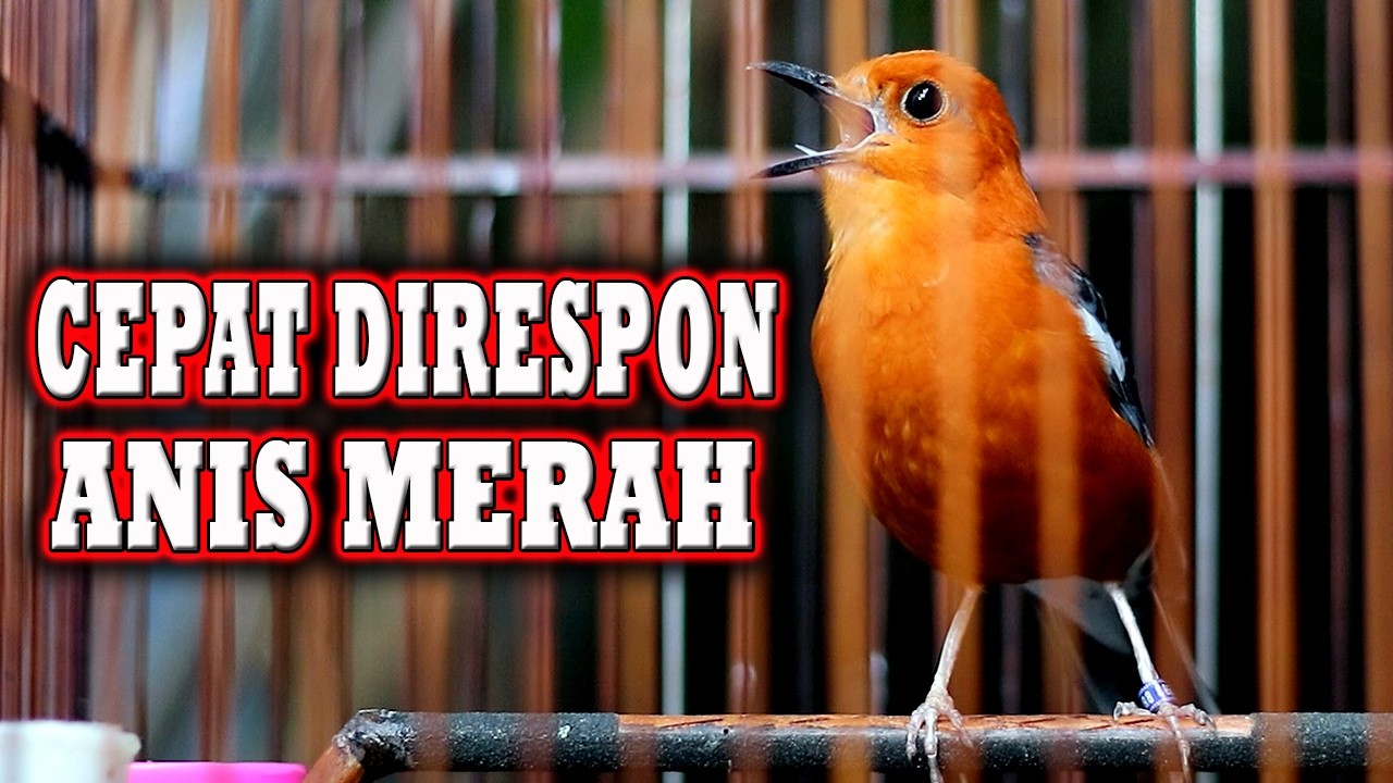 ANIS MERAH PASTI NYAUT JIKA MENDENGAR SUARA INI  #pancingananismerah