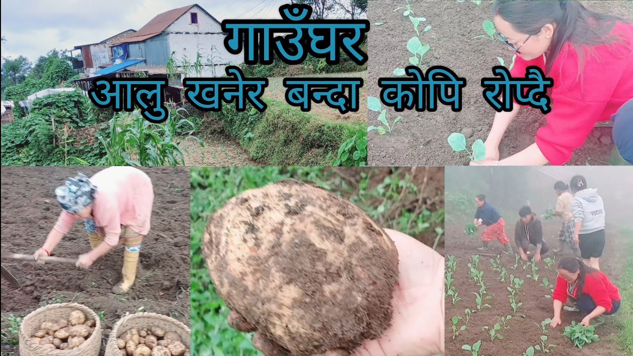 || आलु खनेर बन्दा काेपि राेप्दै दिन्हरु बित्दैछ हिजोआज ||गाउँघर