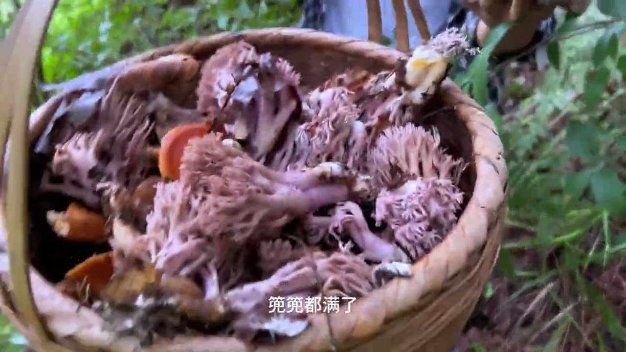 姐妹俩又实现了捡菌自由啦！满山遍野都是菌子，根本捡不完 #mushroom #outdoors 