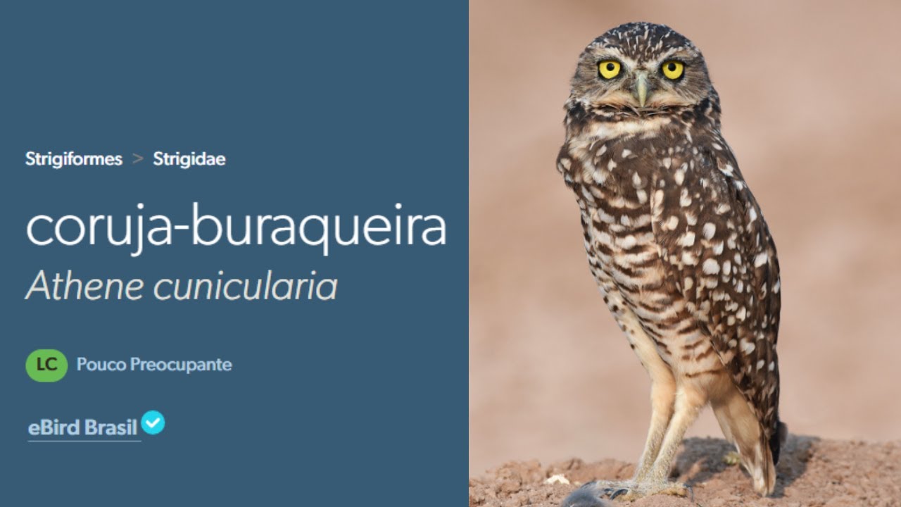 Canto da Coruja Buraqueira | Burrowing Owl Sing | (Athene Cunicularia)