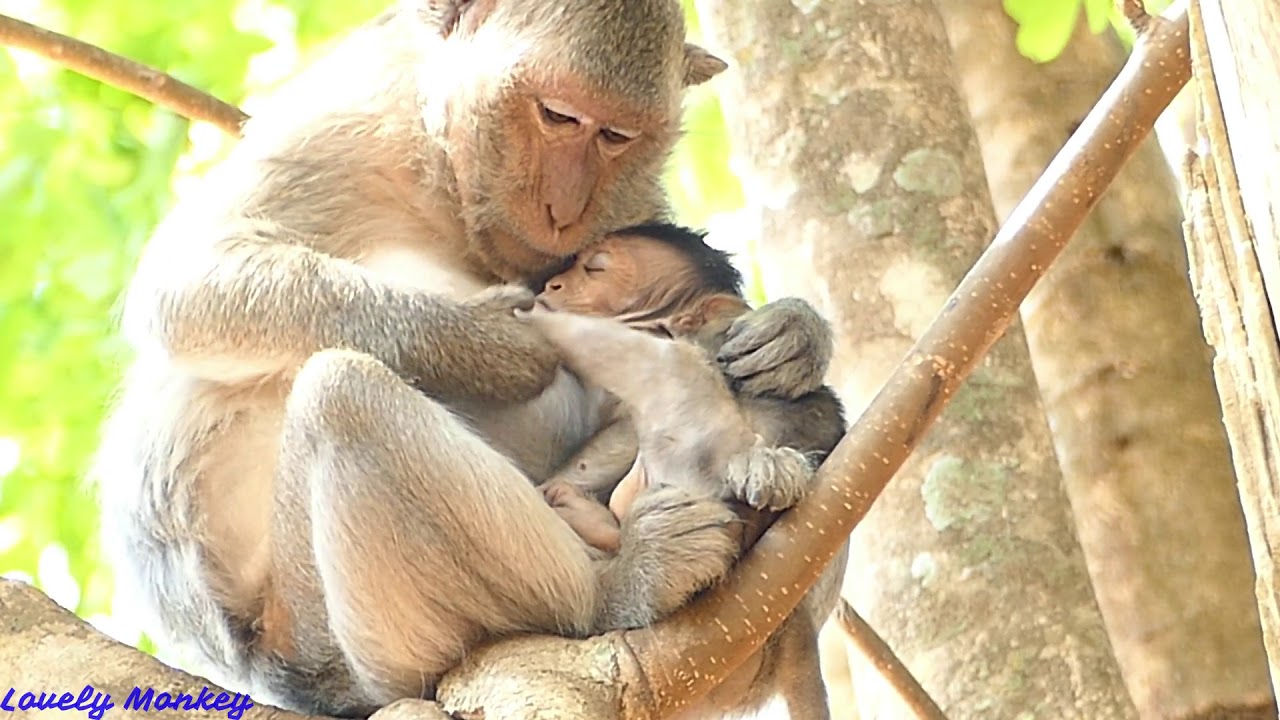 Peaceful & Beautiful Mom Jade Grooming Baby. How Good Mommy Jade!!! Lovely Monkey