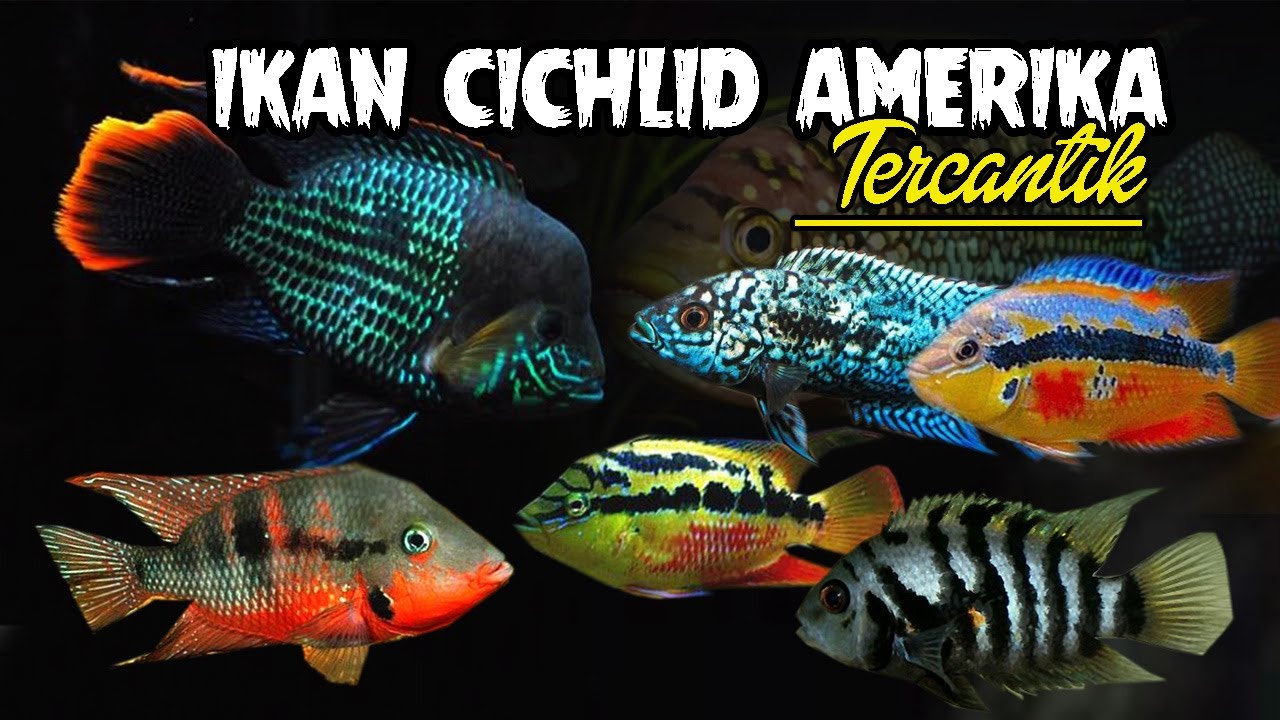 Jenis Ikan Cichlid America Tengah Tercantik