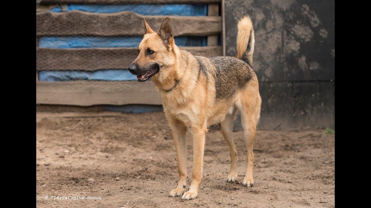 Zuhause gesucht - Lupo stellt sich vor