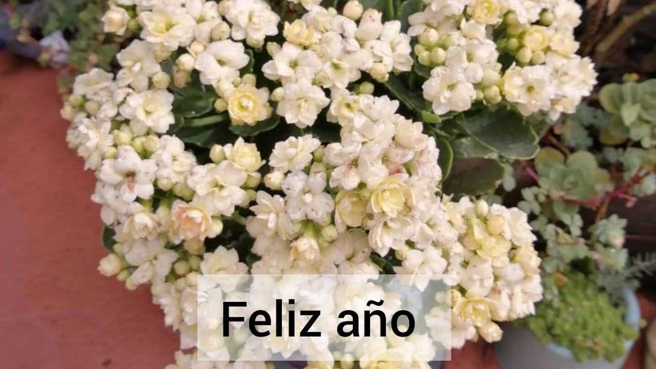 Feliz 2026 Dios los llene de bendiciones ❤❤❤❤❤❤❤❤❤❤❤❤