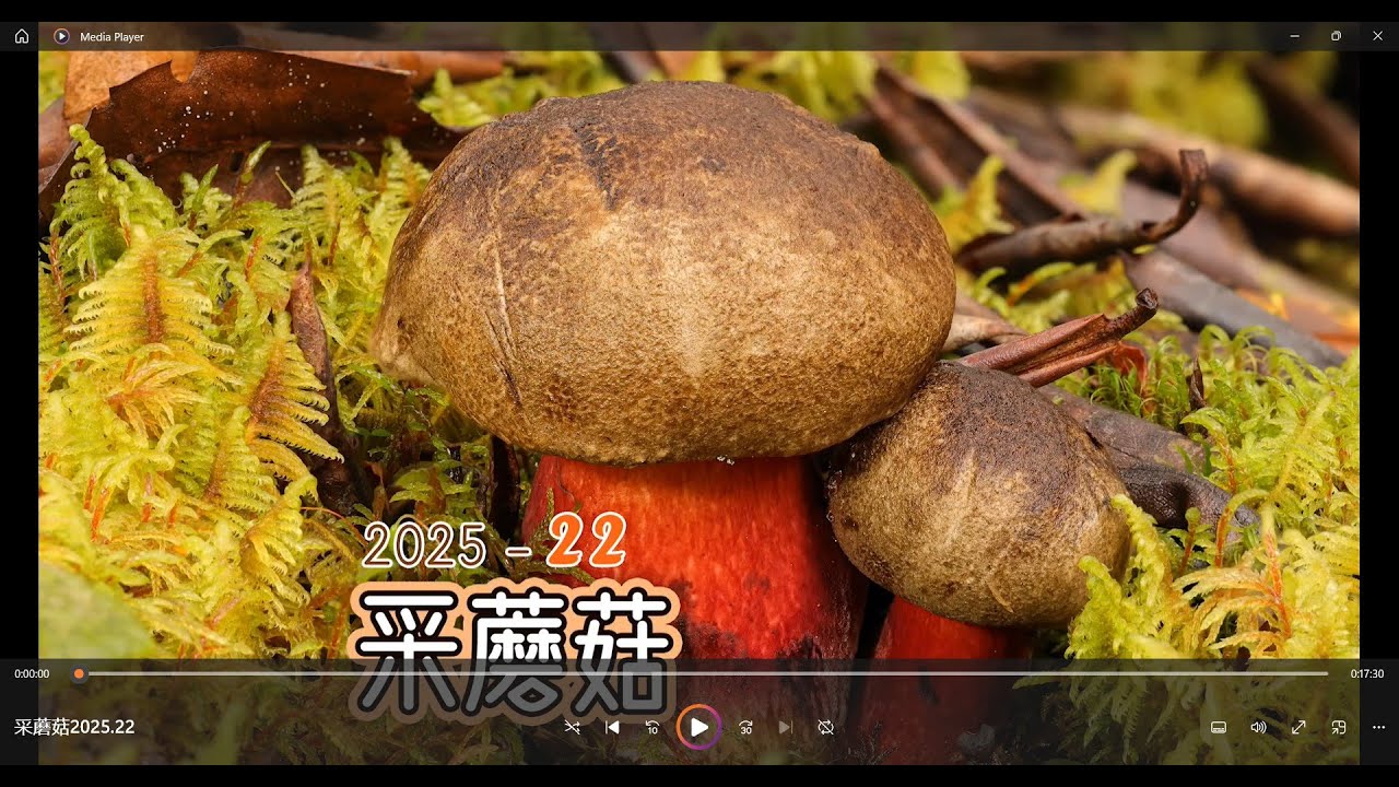 采蘑菇2025 22. 带蘑菇博士采样、吃样本的美好的一天