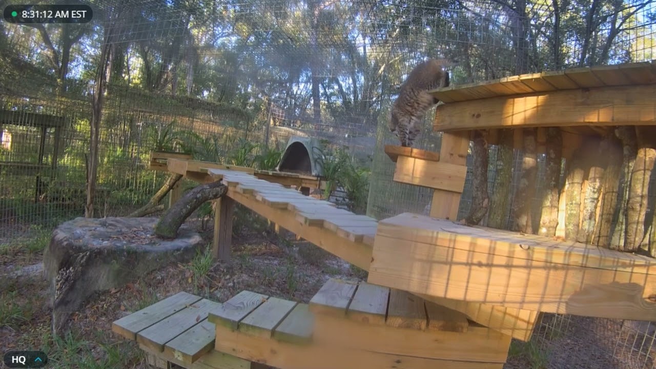 Miss Summer finds a new way up to her lookout platform. Summer bobcat at Big Cat Rescue.