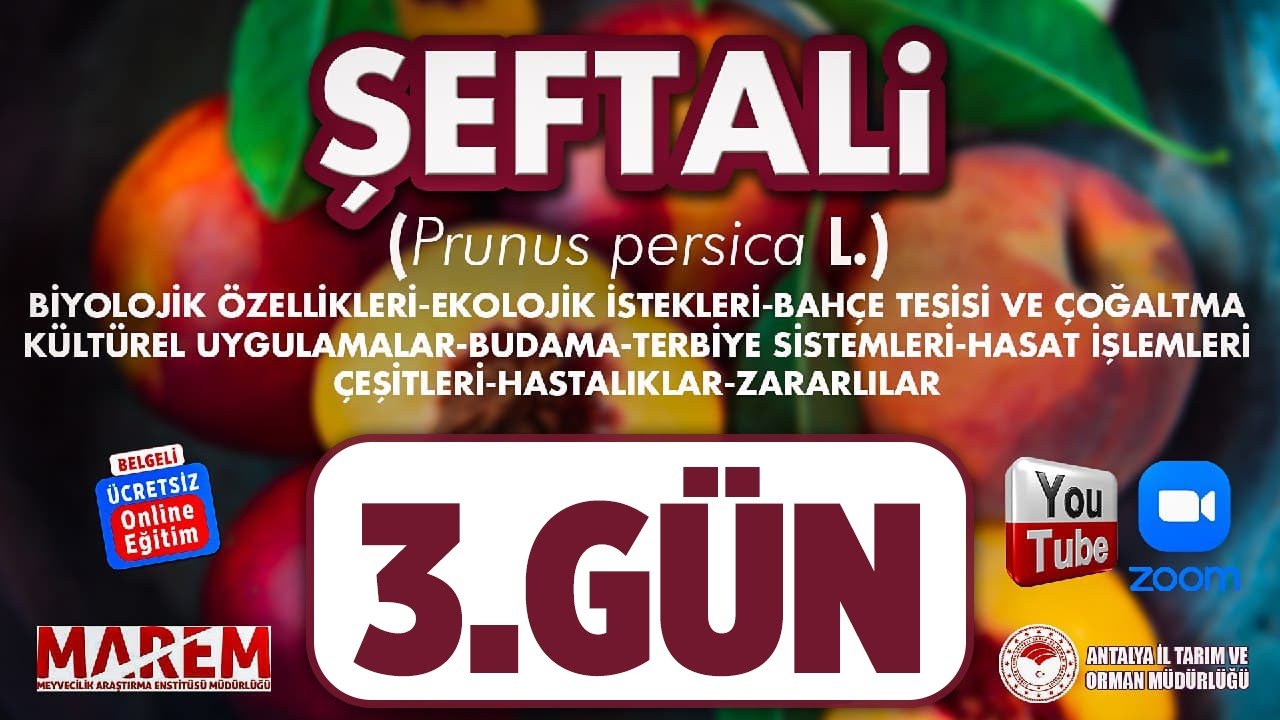 Şeftali 3 (Prunus persica L.) - Şeftali Çeşitleri, Hasat İşlemleri, Hastalık ve Zararlıları 3.Gün