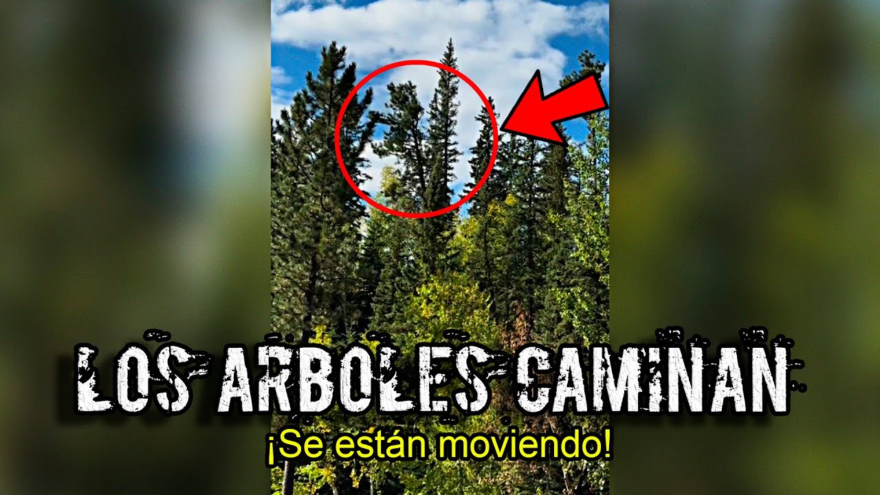 EL PERTURBADOR MISTERIO de los ÁRBOLES que CAMINAN cuando NADIE LOS VE
