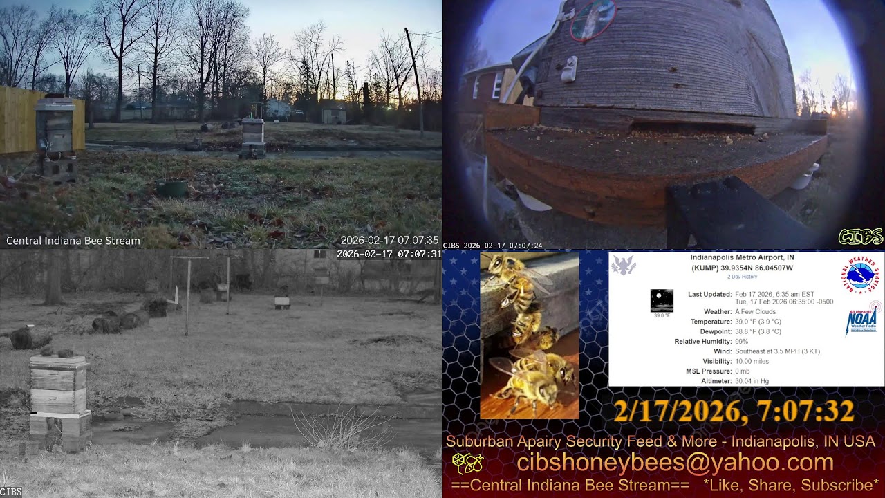 LIVE Back Yard Cam - Weather - Bee Hives - Security Feed - Indianapolis, IN USA