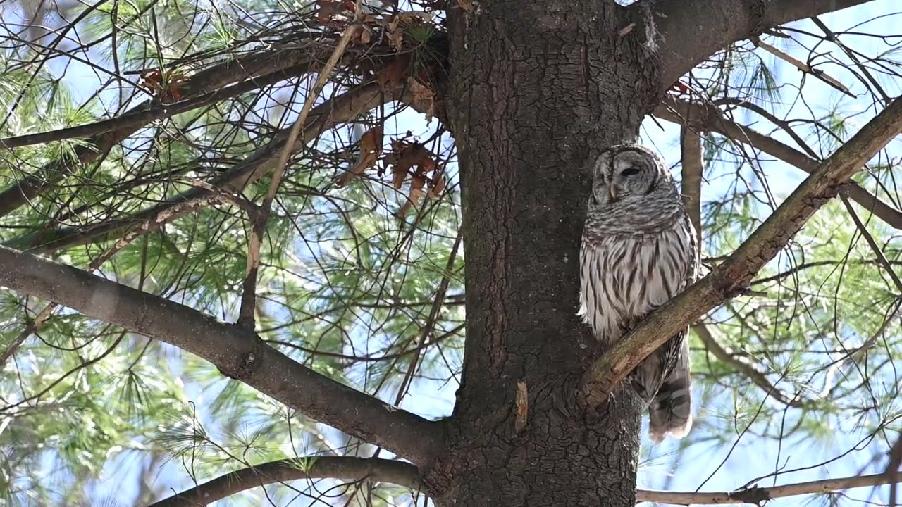 Resting Barred Owl Enjoys the Sunshine!