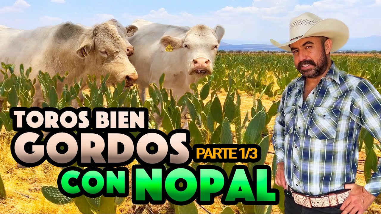 GANADO CHAROLAIS 100% PURO engordado con SOPA DE NOPAL