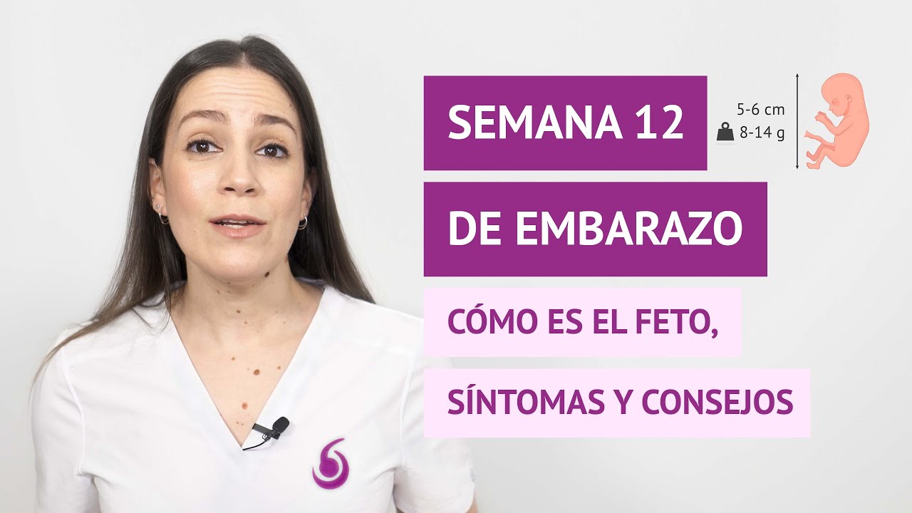 Semana 12 de embarazo: ¿Cuánto mide el bebé y qué síntomas son habituales?