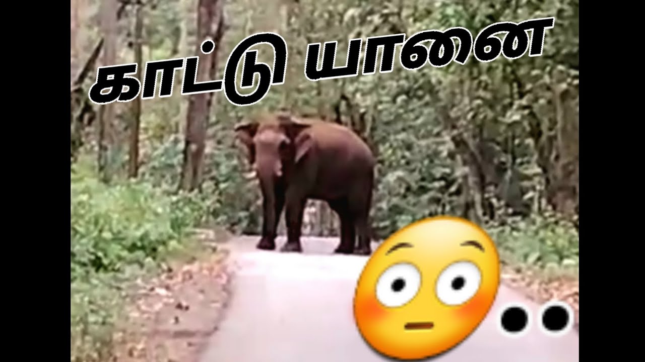 WILD ELEPHANT IN PUBLIC ROAD 😳 - காட்டு யானையின் மிரட்டல் - @FALCONRAID- #elephant #elephantattack