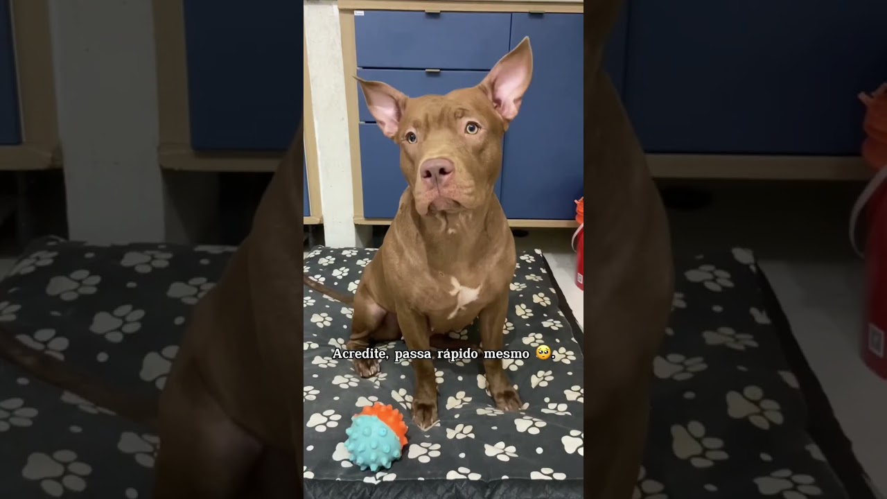 Cresce muito r&aacute;pido #pitbull #videoshort #cachorrosfofos