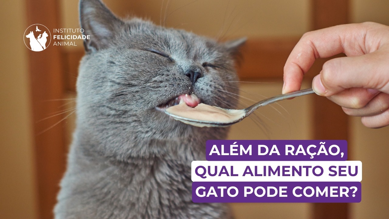 ALÉM DA RAÇÃO, QUAL ALIMENTO SEU GATO PODE COMER?