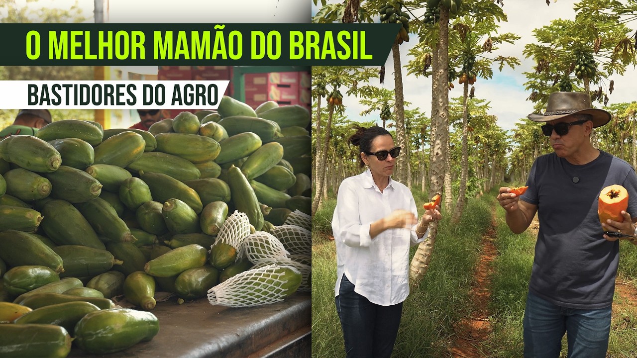 COMO FUNCIONA A PRODUÇÃO DE MAMÃO? Da Muda ao Envio para o Mercado | Diário de Fazendeiro EP03