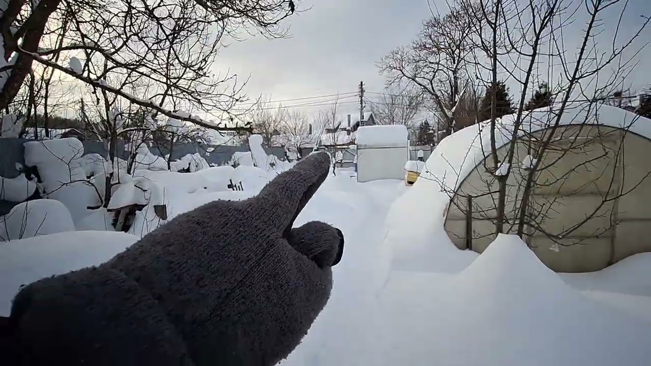 Зимовка пчёл под снегом Подмосковье Северо-запад. Грядут морозы до -25