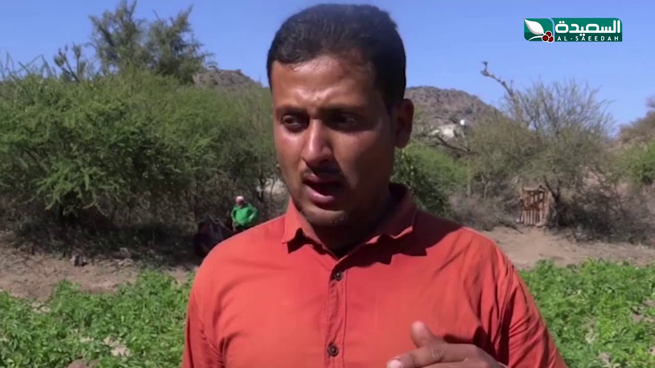 البطاطا تجتاح مزارع القات في الضالع