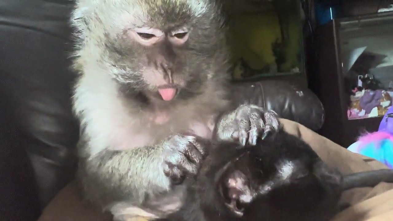 ASMR Monkey Abby Louise & Panther Her Kitty