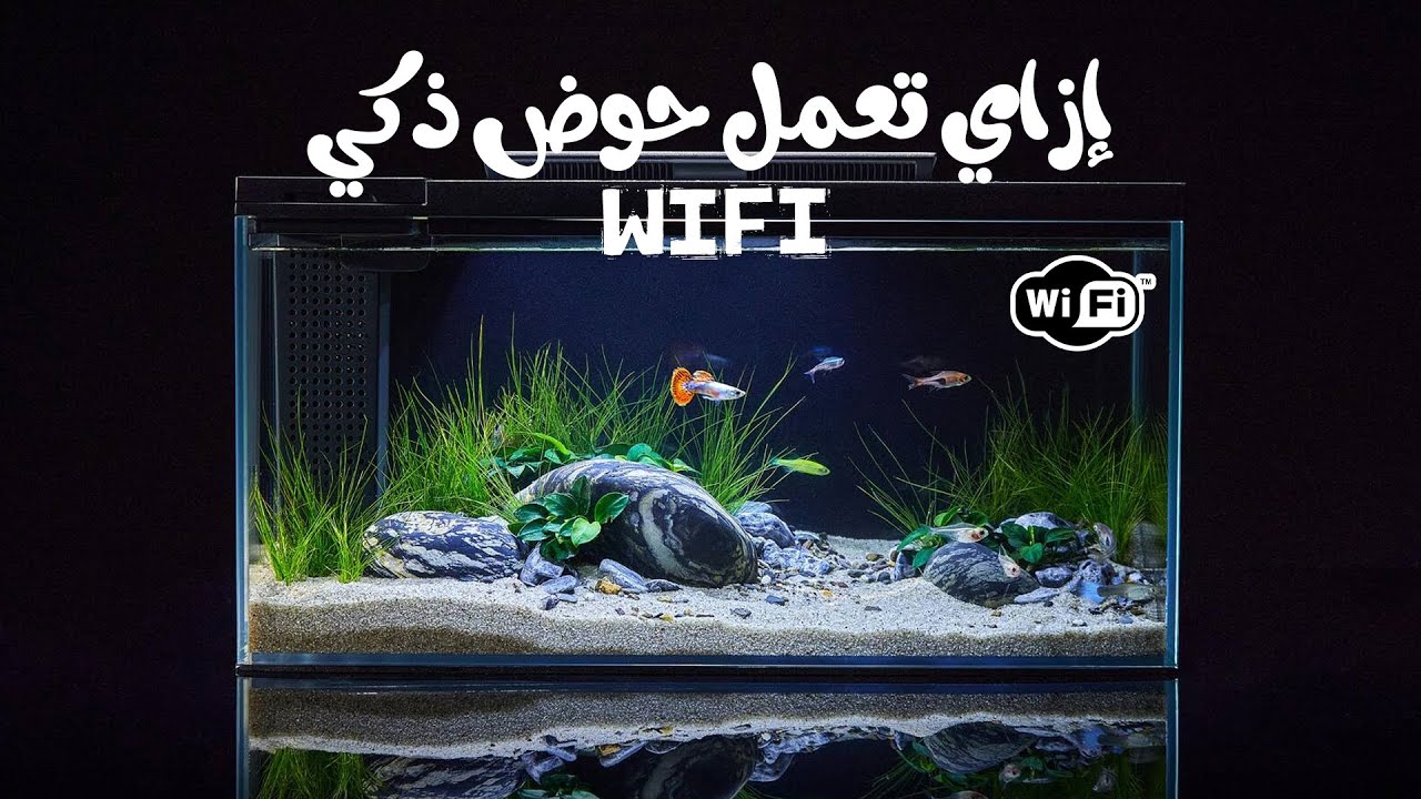 جولة في محل إسلام يس و إزاي تعمل حوض سمك wifi