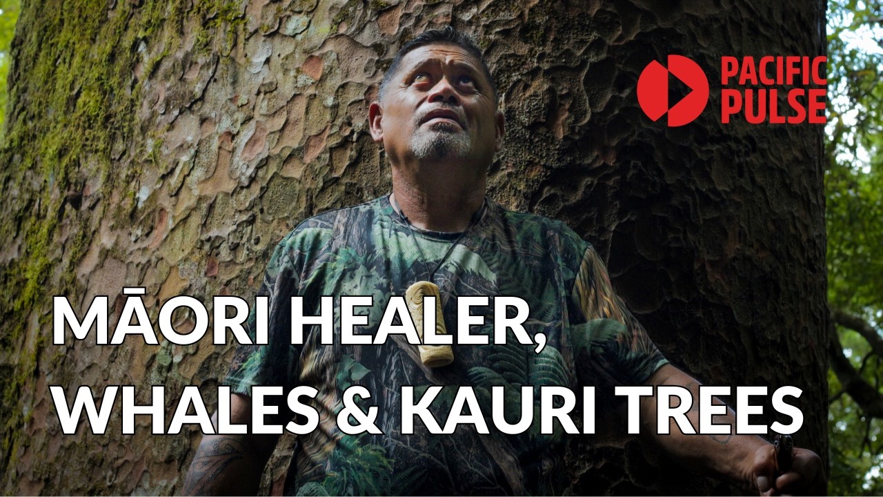 Can this Māori healer save the last remaining Kauri trees? | Te Wao Nui | Pacific Pulse (short film)