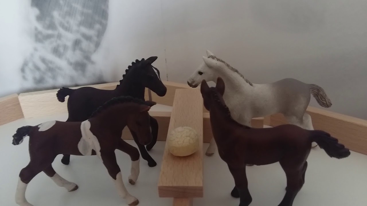 Fohlen Schule Folge 3