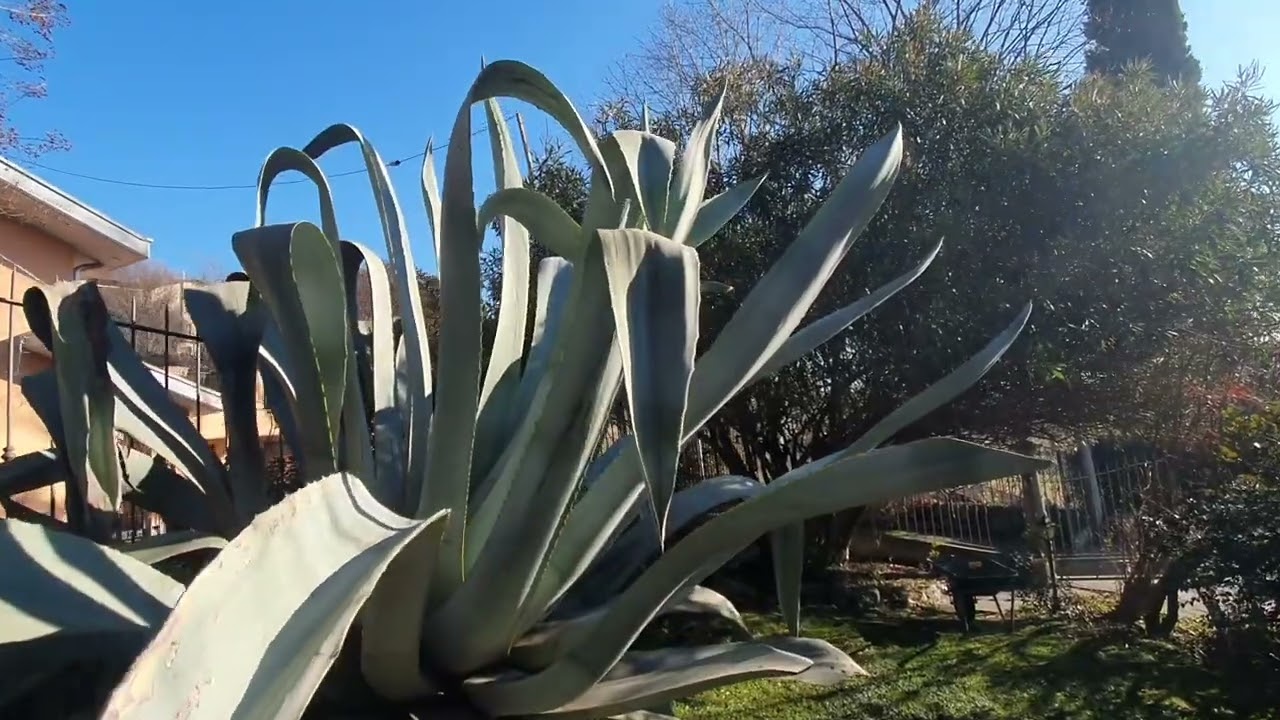 Agave enorme di 28 anni