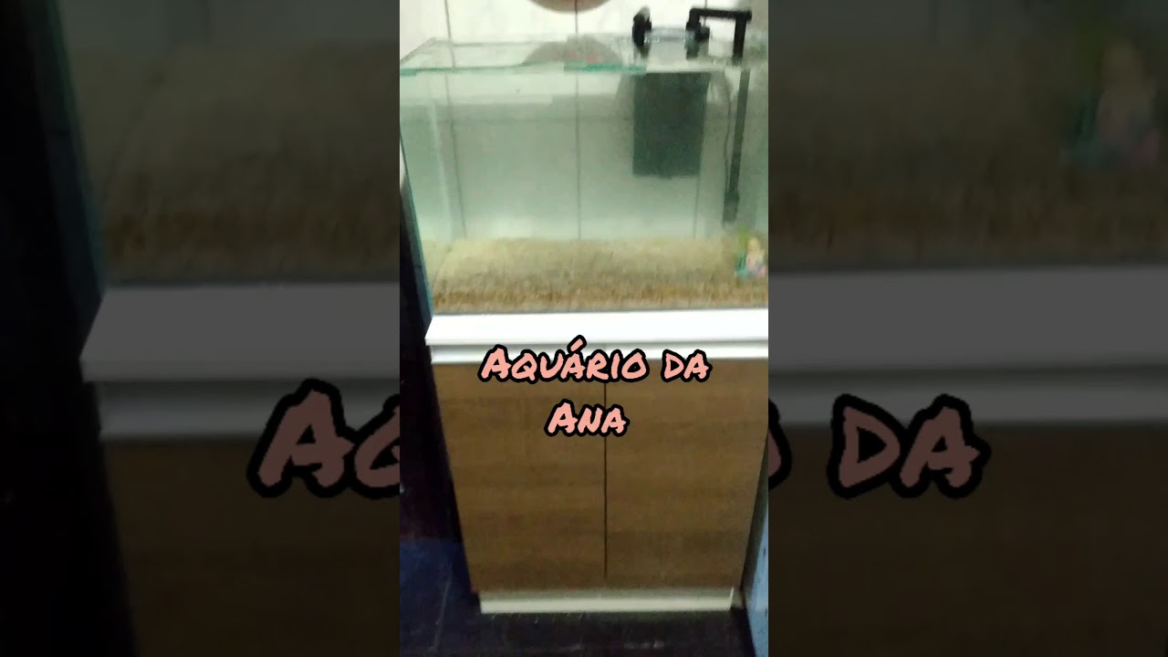Peixe Kinguio e carpa
