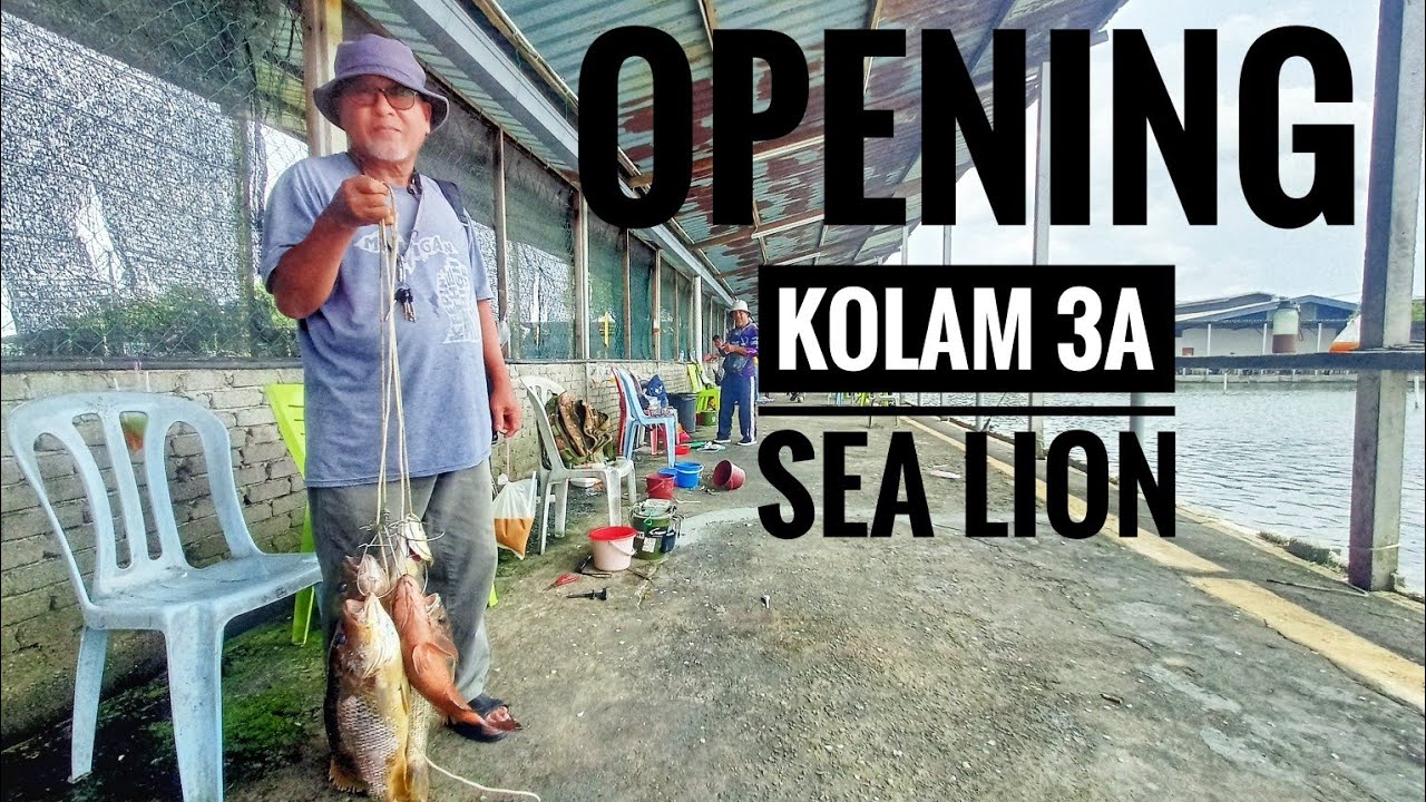 OPENING Kolam 3A Sea Lion, 'OH PENING' Geng, gasak dan ikan saiz Gorgon.