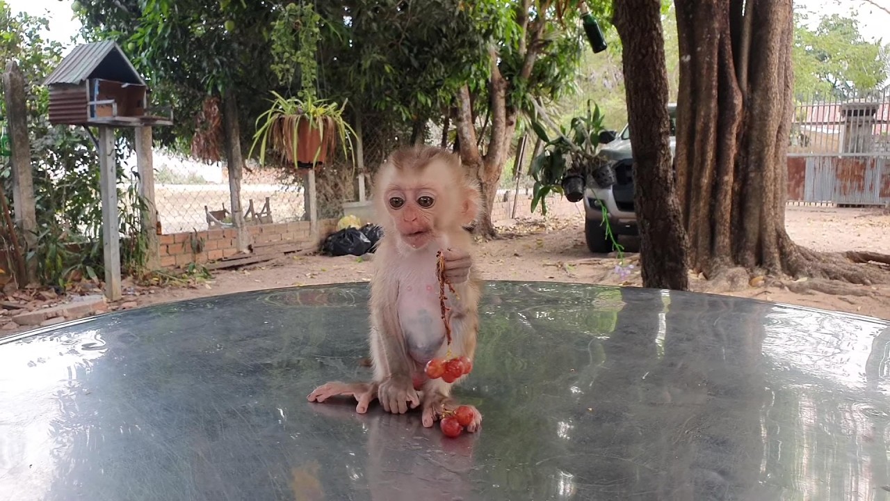 Baby Monkey eating grapes so yummy