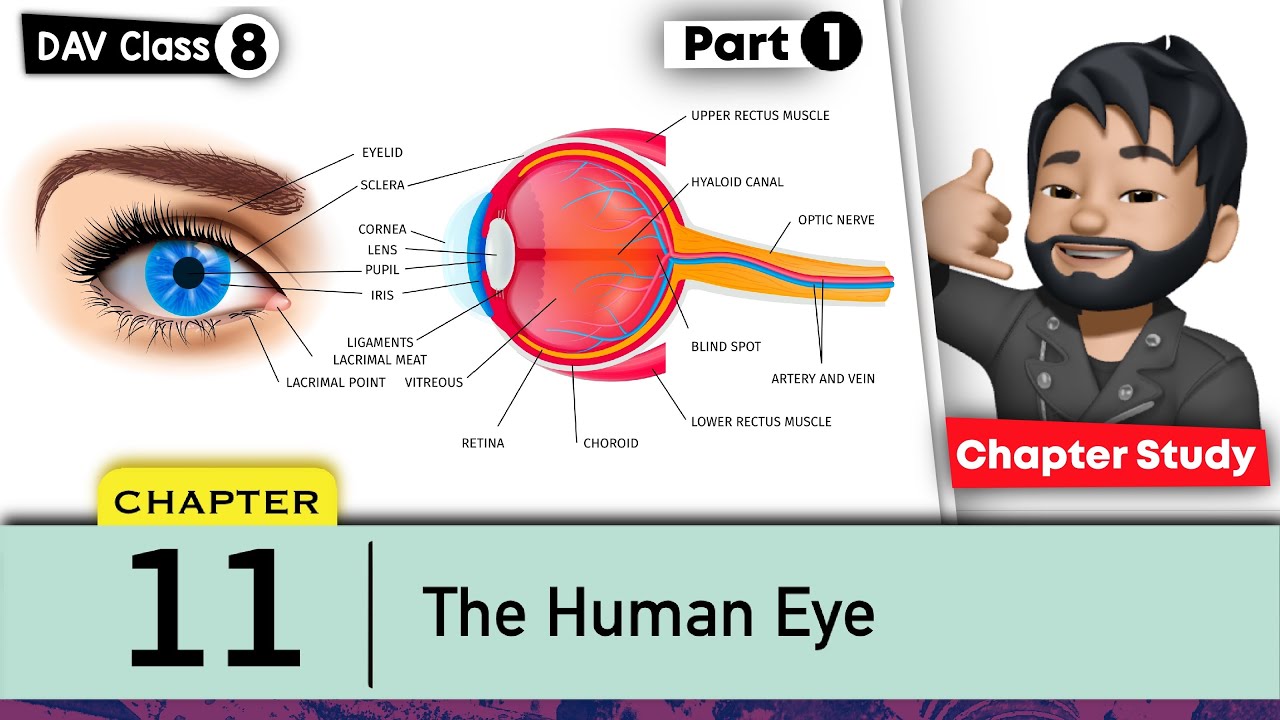 Chapter 11 | The Human Eye | Class 8 DAV Science | Chapter Study (Part 1) 🔥🔥🔥
