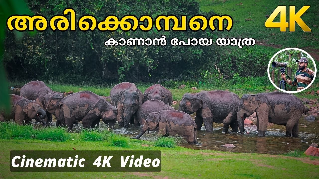 അരിക്കൊമ്പനെ കാണാൻ പോയ യാത്ര!!! 4K