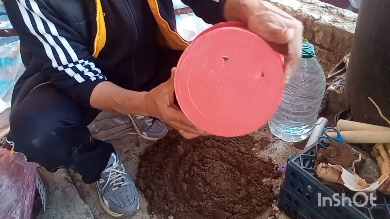 طريقة رائعة كيف تغرس النبتة وتجنبها من الأضرار