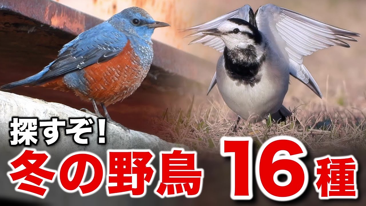 こんな場所にも！？公園で野鳥がアレを食べていた