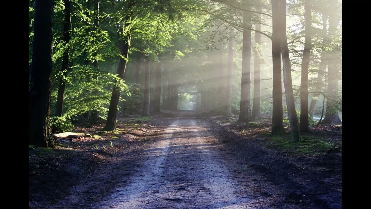 Whispering Forest Meditation