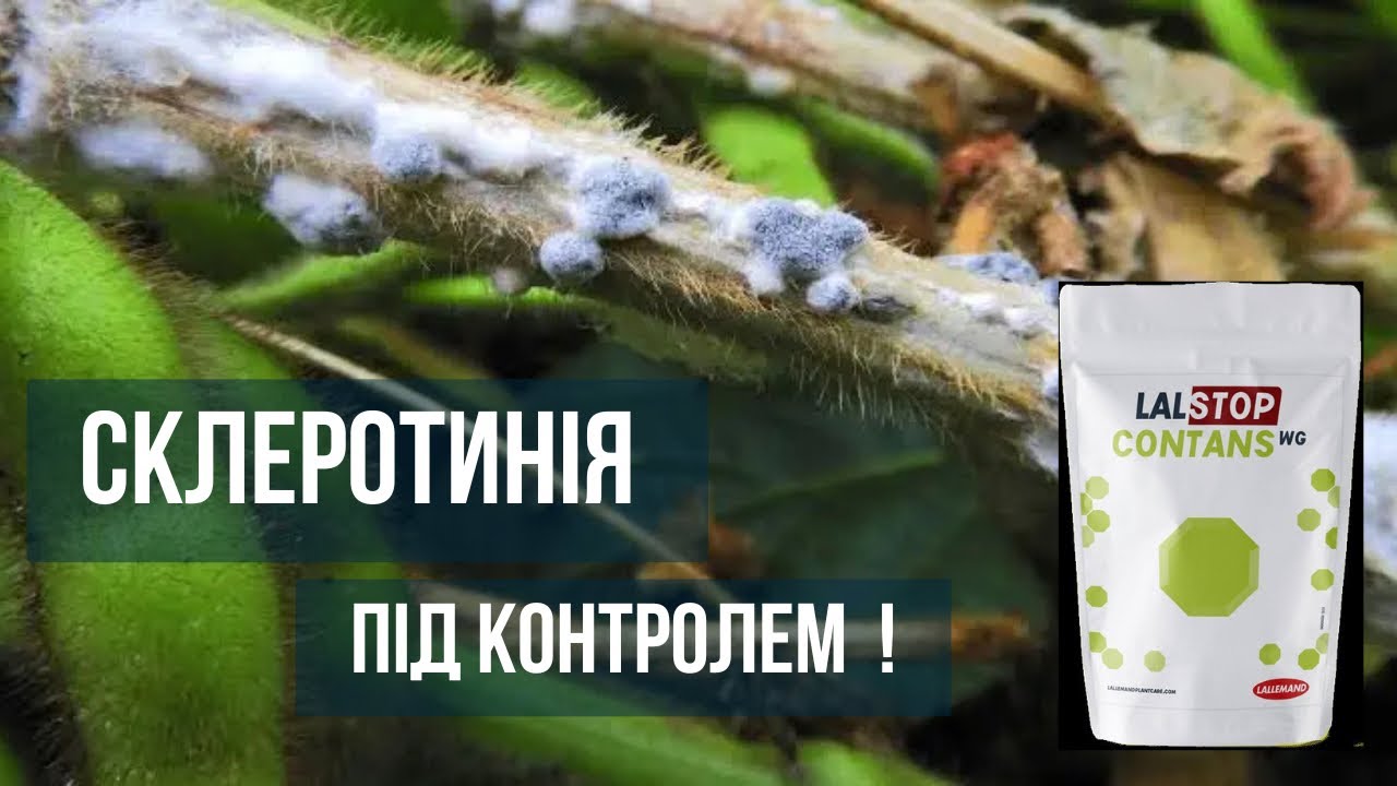 LALSTOP Contans WG - надійне рішення від СКЛЕРОТИНІЇ ! 