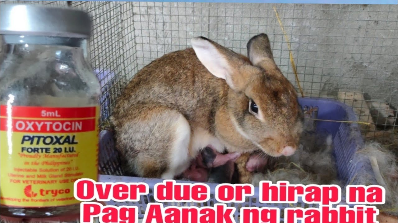 Over due or sobra na ba sa araw ang Doe mo na rabbit? Oxytocin #rabbitfarming