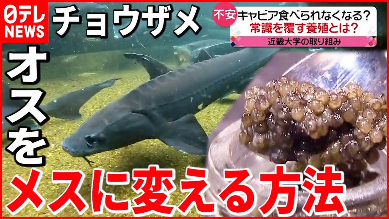 【近畿大学】キャビア