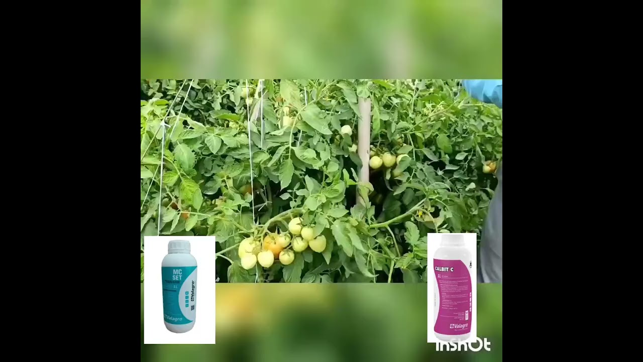 डाळिंब आणि टोमॅटो कळी सेटिंग साठी वापरा Valagro mc-set and Calbit-c.