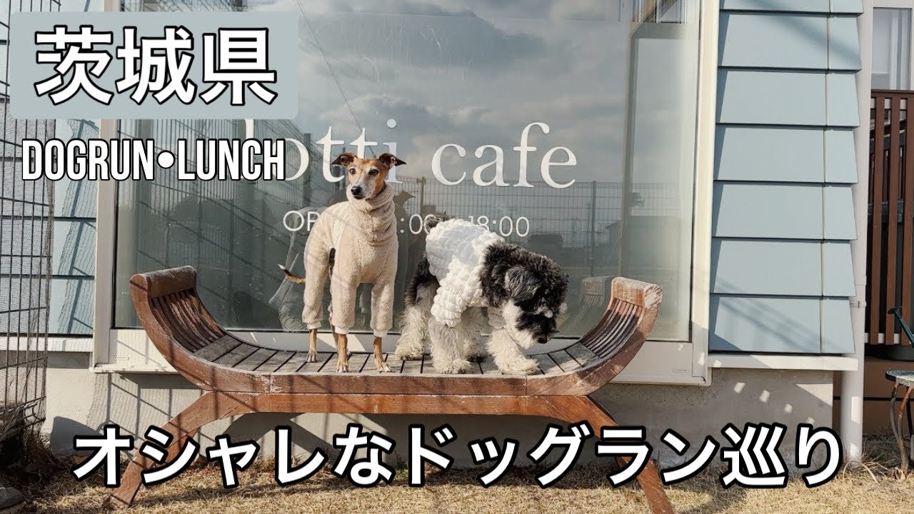 【茨城県】ルーシーリゾート ドッグランでおとなしい愛犬が大暴れ！！
