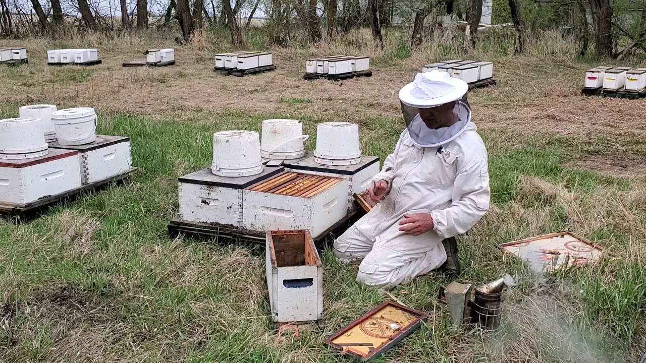 Hive blog #2 converting a nuc to a single